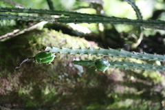 Disocactus speciosus
