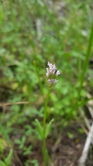 Plectritis ciliosa