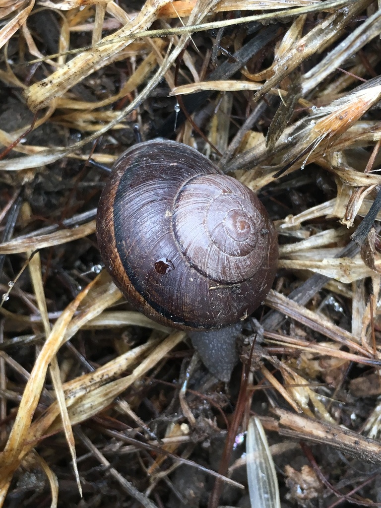 Wreathed Cactus Snail