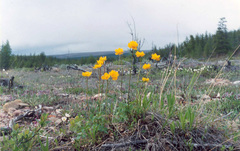 Trollius sibiricus