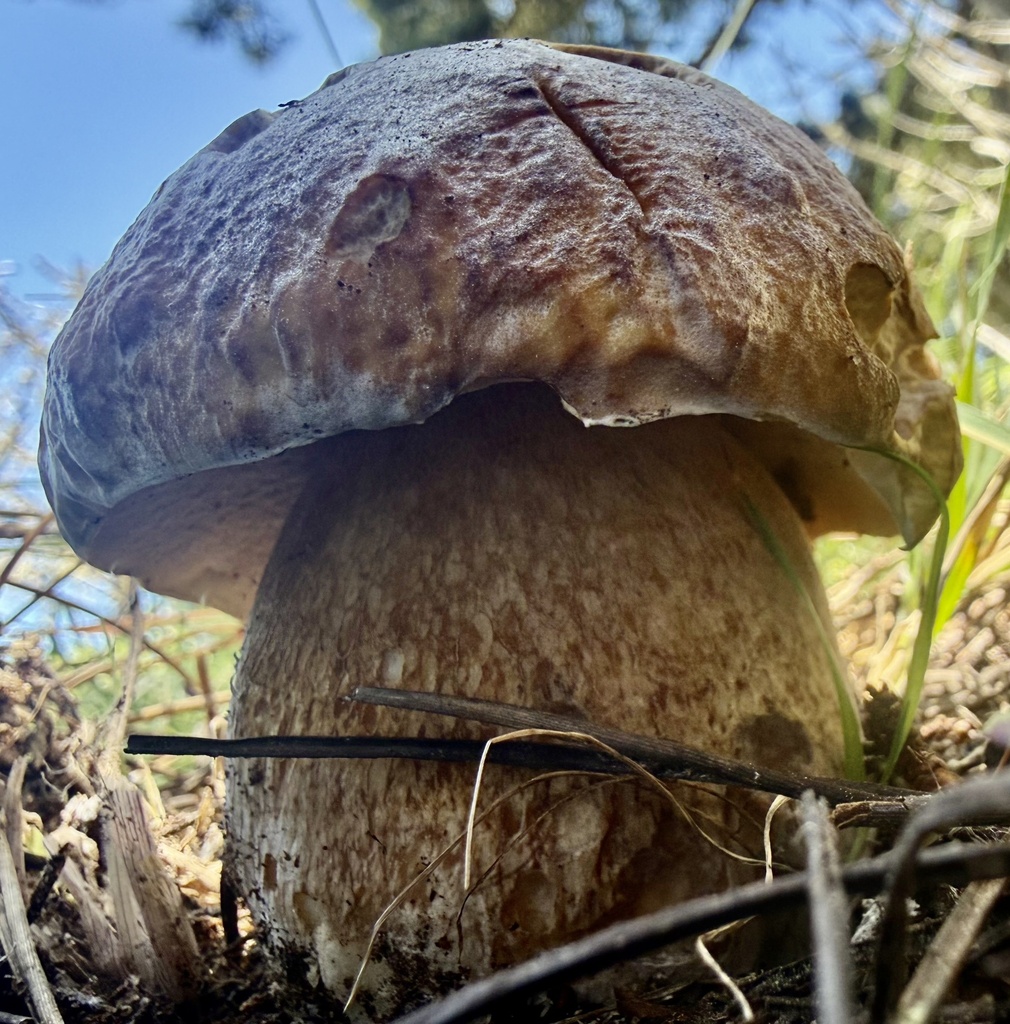 California King Bolete · May 2026 · photo: Photo: no rights reserved · iNaturalist