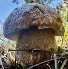 no rights reserved California King Bolete