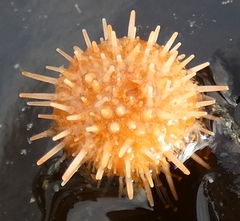 Strongylocentrotidae