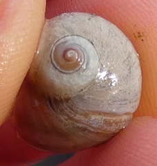 Cryptonatica aleutica