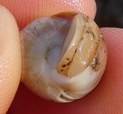 Cryptonatica aleutica