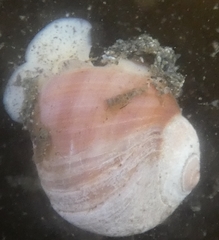 Cryptonatica aleutica