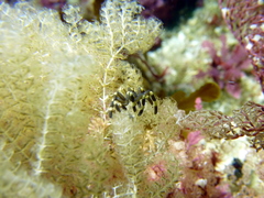 Stylopallene cheilorhynchus