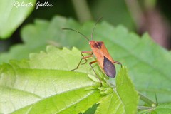 Hypselonotus bitrianguliger