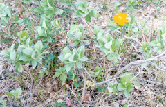 Trollius sibiricus
