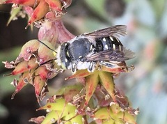 Anthidium collectum