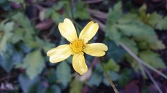 Ranunculus sierrae-orientalis