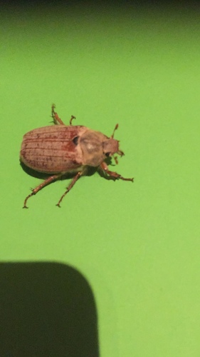 Chestnut cockchafer, Noord-Brabant, NL, photo 10 of 10