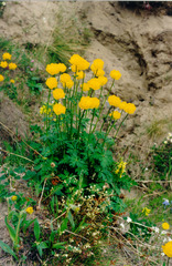 Trollius sibiricus