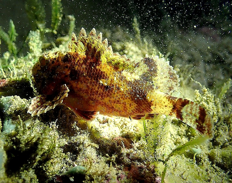 Lowfin Scorpionfish photo 4