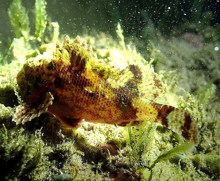 Lowfin Scorpionfish photo 5