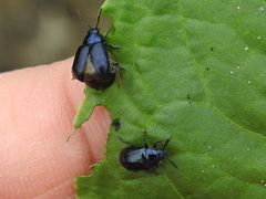 Gastrophysa cyanea