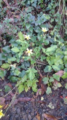 Ranunculus sierrae-orientalis