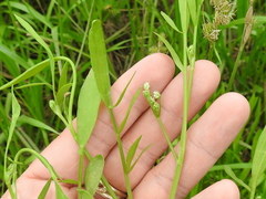 Limnosciadium pumilum