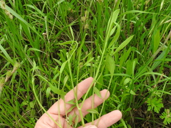 Limnosciadium pumilum