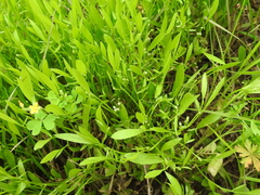 Limnosciadium pumilum