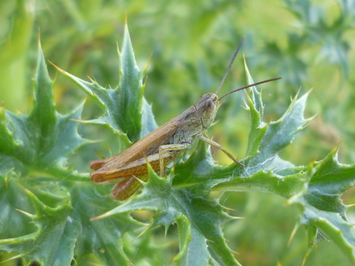 Planinski livadni skakavac (Chorthippus apricarius)