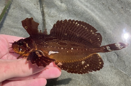 Little dragon sculpin (Blepsias cirrhosus) — Hemitripteridae — 2
