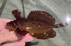 Silverspotted Sculpin photo 1