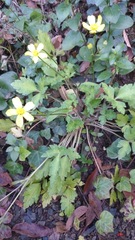 Ranunculus sierrae-orientalis