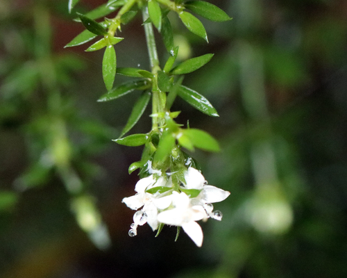 Galianthe brasiliensis, photograph 5
