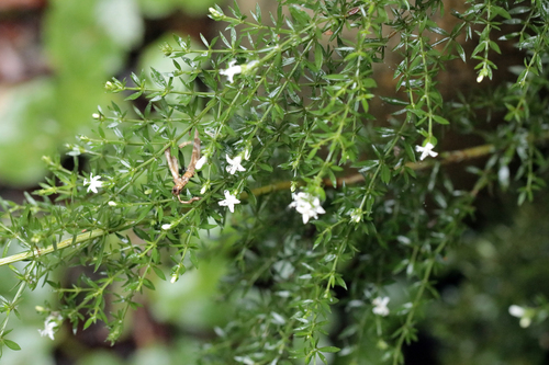Galianthe brasiliensis, photograph 4