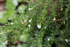 Galianthe brasiliensis, photograph author not stated, no rights reserved