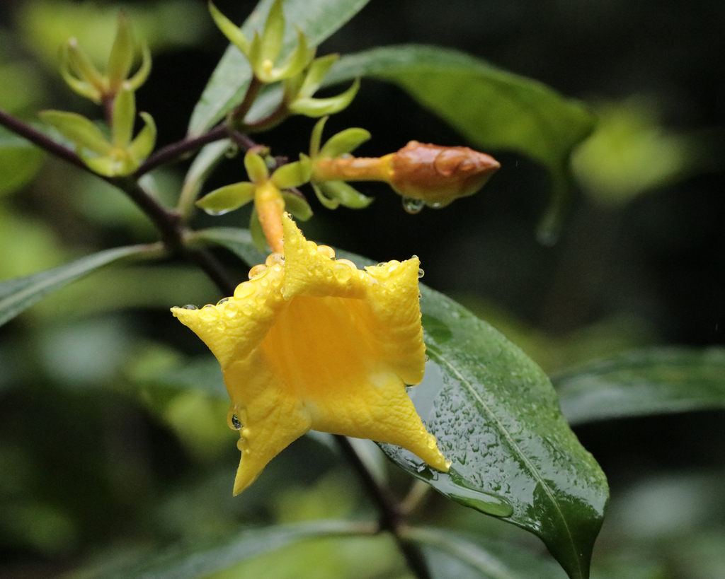 Huỳnh anh hoa vàng nghệ – Allamanda schottii
