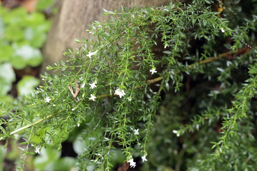 Galianthe brasiliensis, photograph 3
