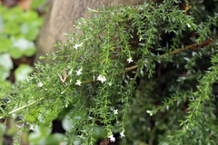 Galianthe brasiliensis, photograph author not stated, no rights reserved