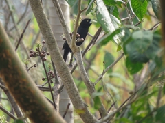 Amblycercus holosericeus