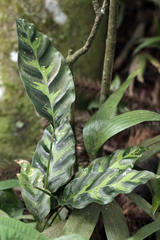 Goeppertia lietzei, photograph Paula Romano, CC0, iNaturalist via GBIF