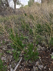 Lepidium latifolium