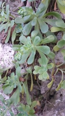 Sedum palmeri