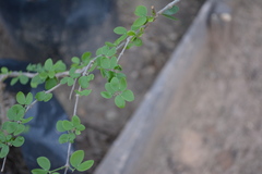 Gonopterodendron sarmientoi