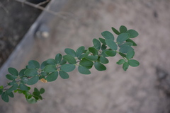 Gonopterodendron sarmientoi