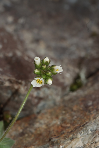 Draba dubia (Draba dubia)