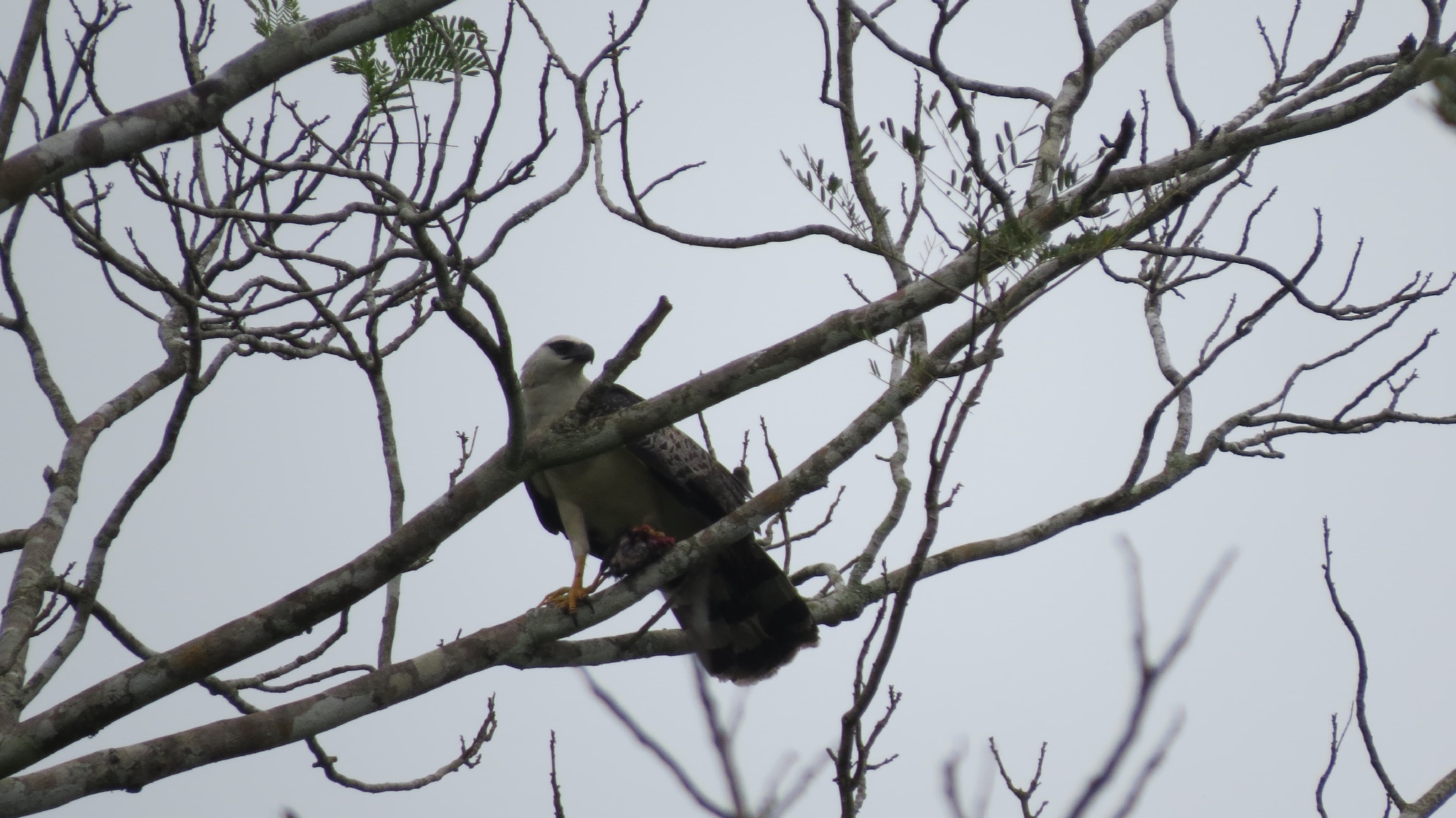 Crested Eagle (Morphnus guianensis), photo 4