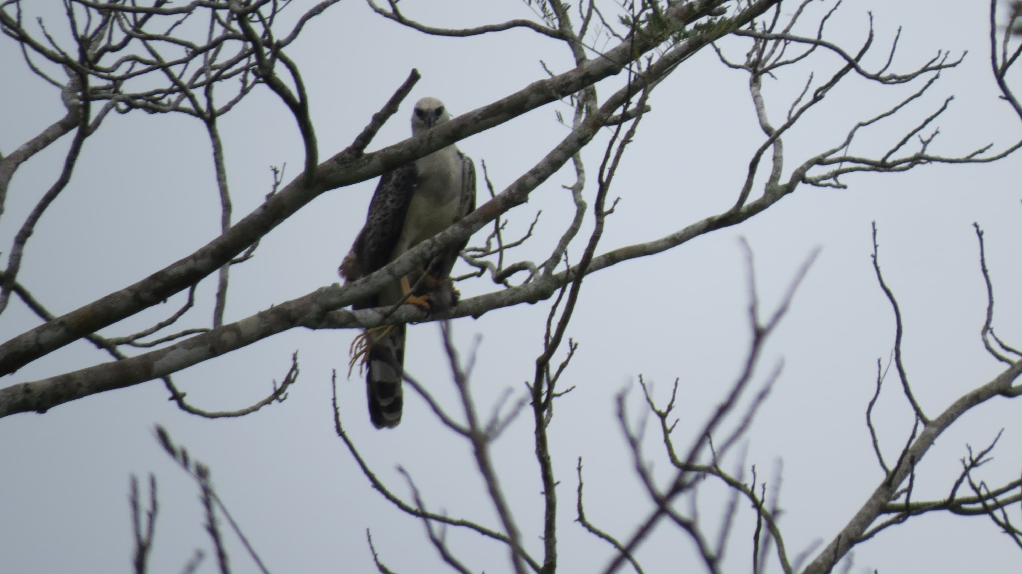 Crested Eagle (Morphnus guianensis), photo 5