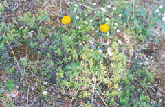Trollius sibiricus
