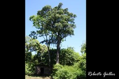 Phyllostylon rhamnoides