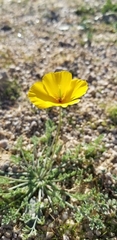 Eschscholzia androuxii