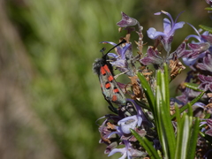 Zygaena rhadamanthus