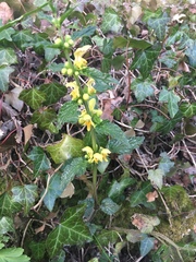 Lamium galeobdolon montanum
