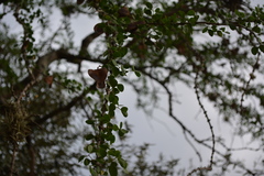 Gonopterodendron sarmientoi