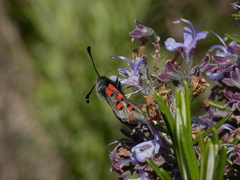 Zygaena rhadamanthus